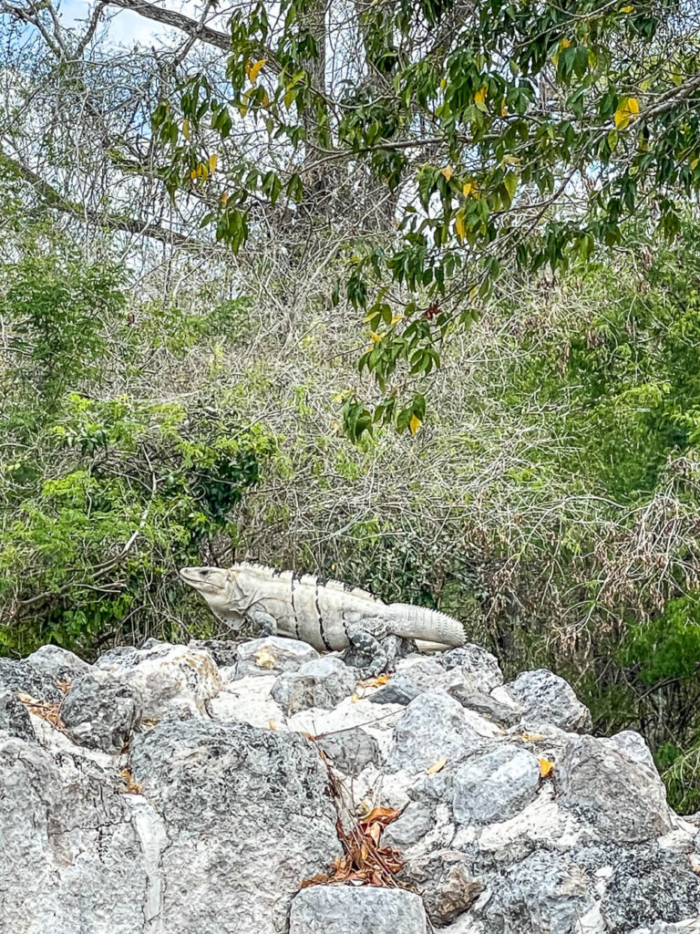 An iguana sits on a stone wall, with jungle in the background