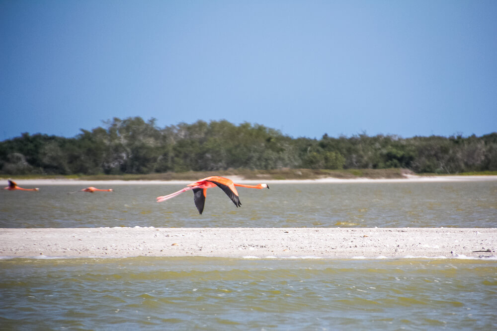 Pink flamingos fly over water with trees in the background