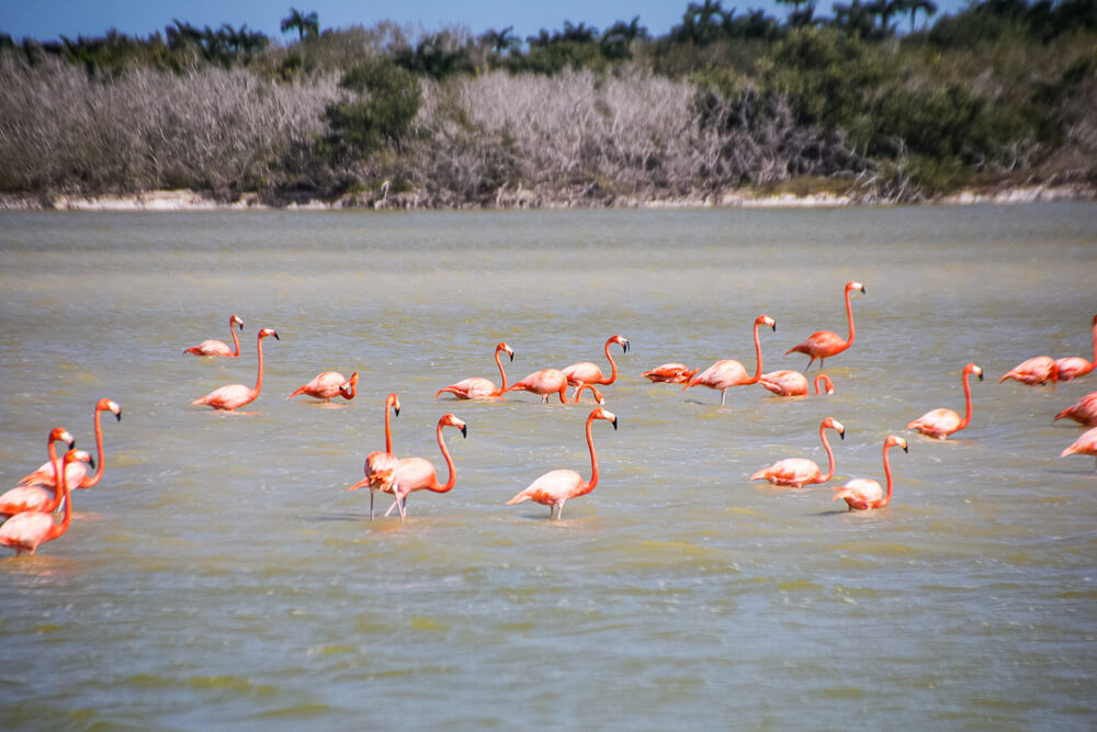 Flock of penguins wading in the water