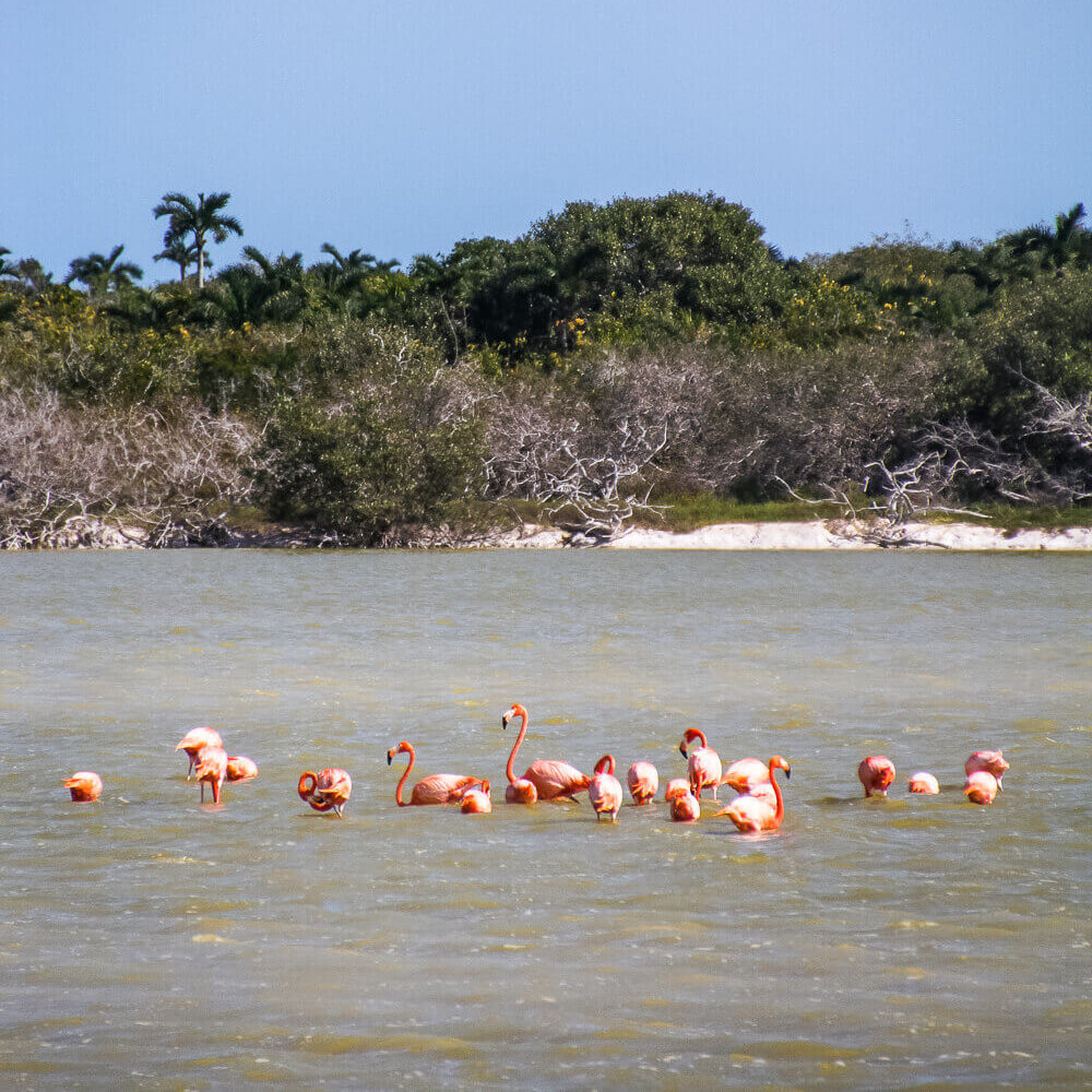 Flock of penguins wading in the water