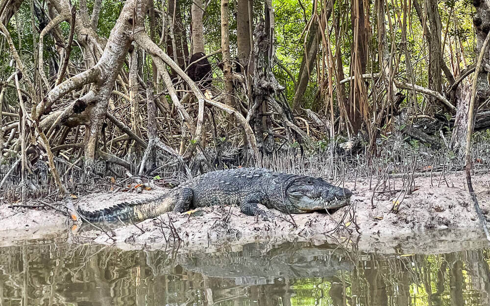 A crocodile lies by the water's edge in a mangrove forest