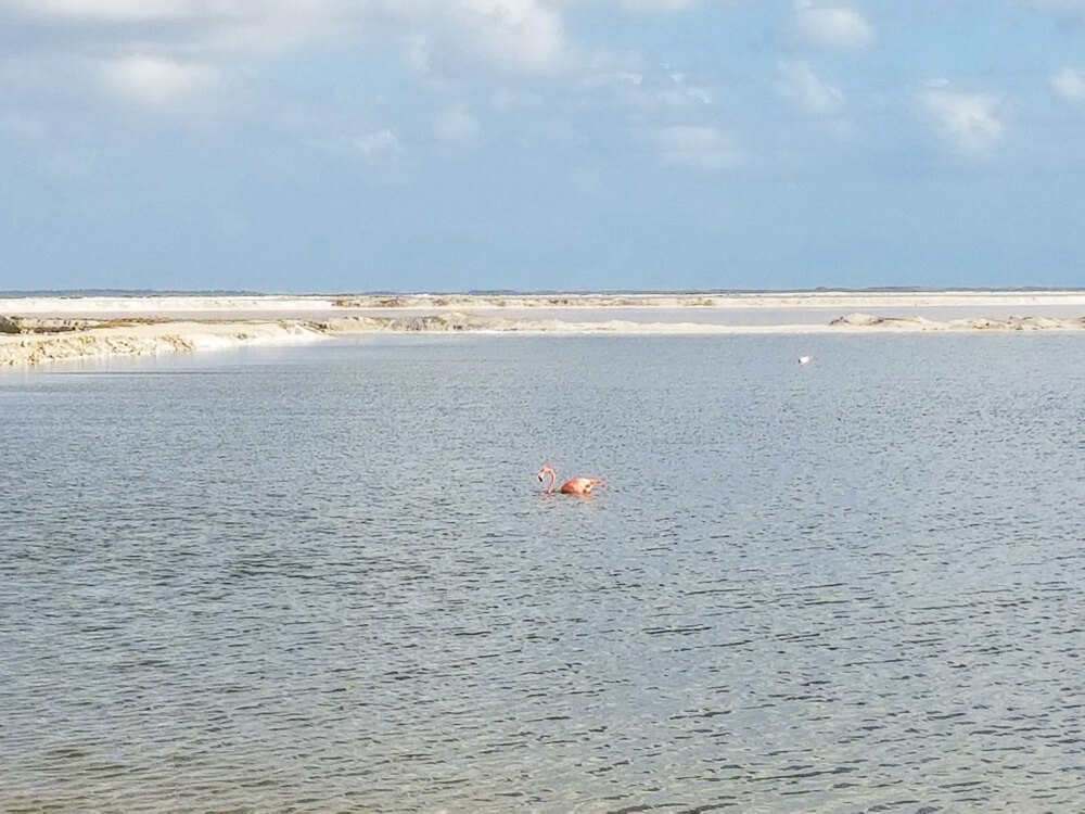 A single pink flamingo wades in water