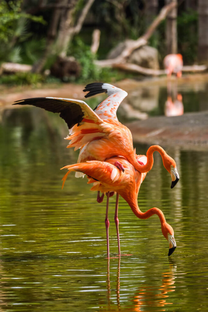 Two pink flamingos mating