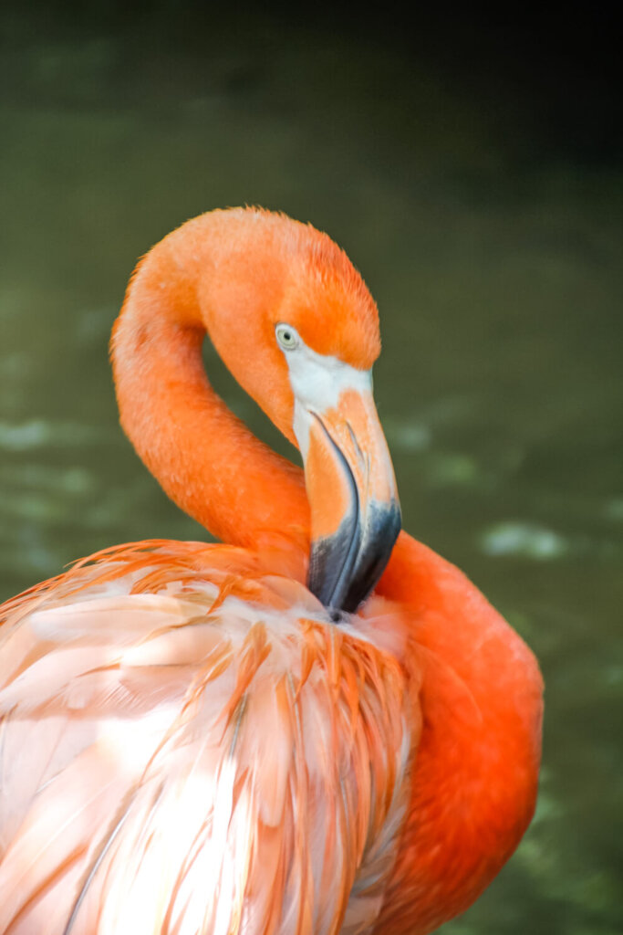 Pink flamingo head with curved neck resting on body