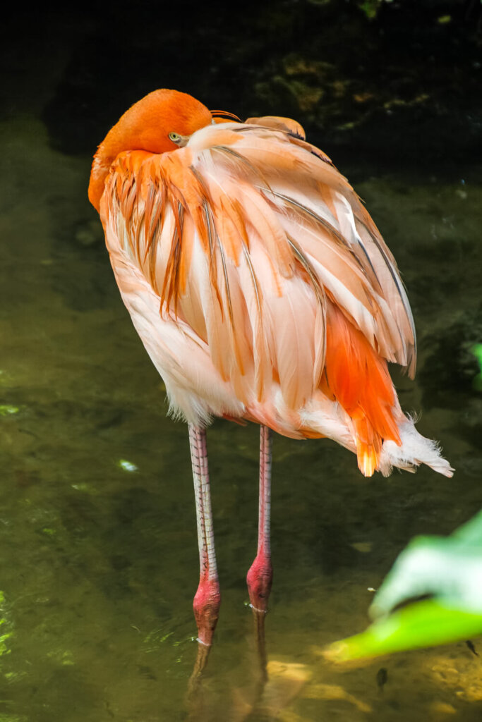 A pink flamingo stands in water with its neck curled into its feathers