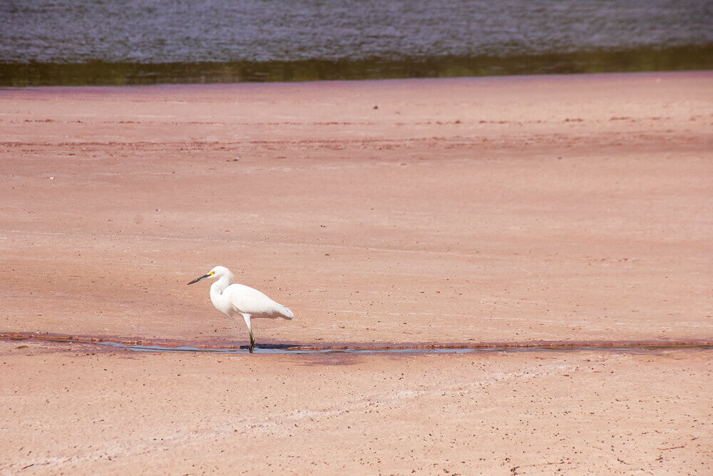 white bird stands on pink mud, looking left