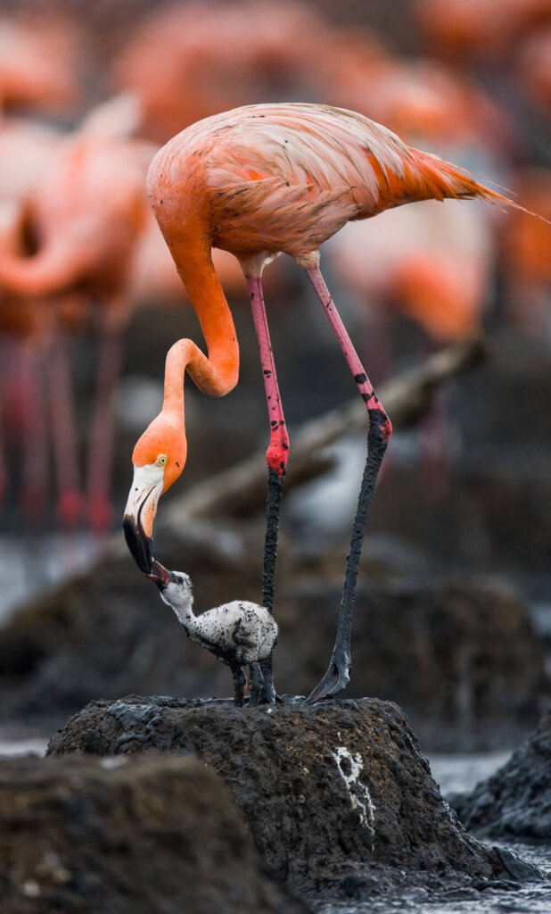 Pink flamingo feeding its fluffy grey chick