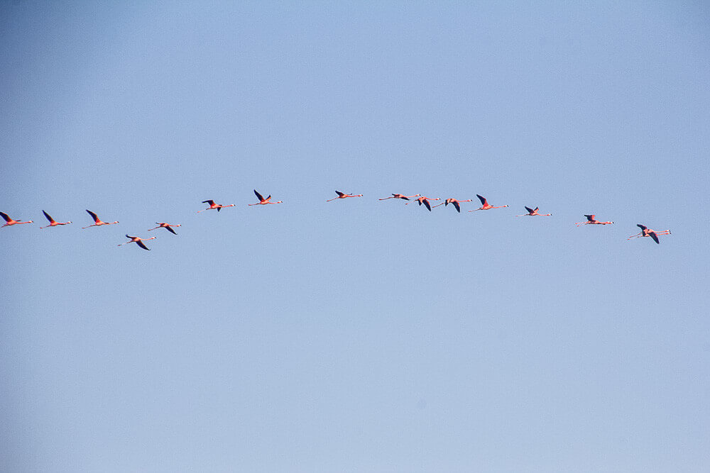 A flock of flamingos flies through the air