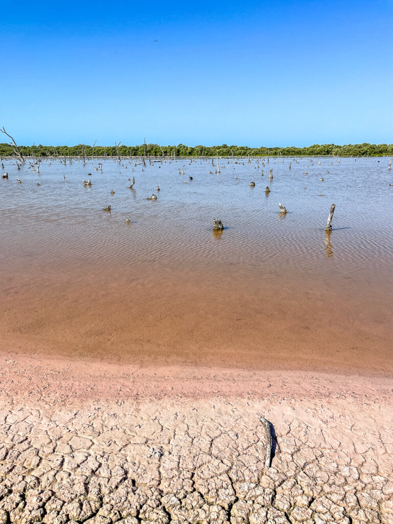 Pink looking wetlands with short tree stumps