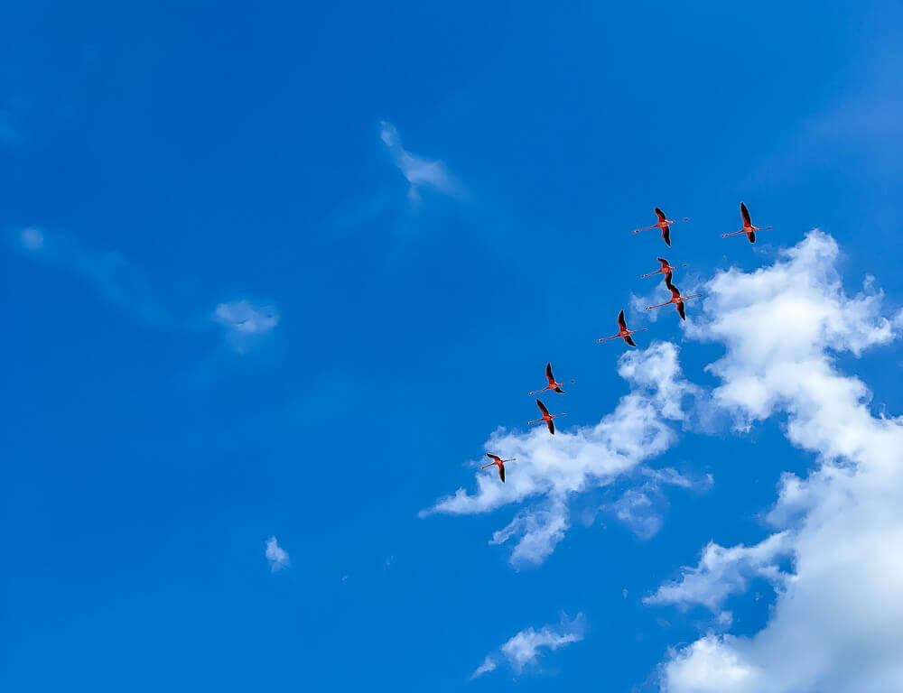 small flock of pink flamingos against a bright blue sky