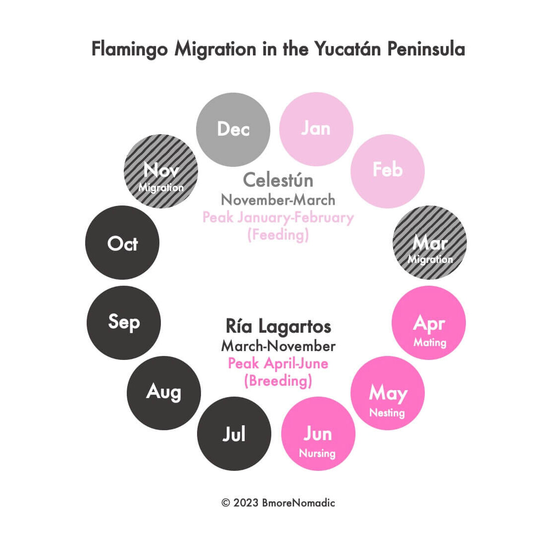 Graphic with 12 pink and grey circles showing the peak times to see flamingos in Ria Lagartos and Celestun