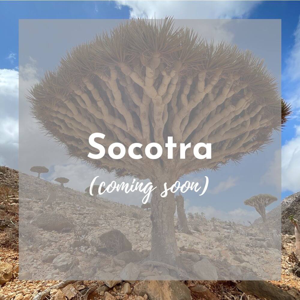 Foreground: a transparent grey box with Socotra (coming soon) in white text Background photo: a dragon blood tree stands tall against a blue sky. The tree has a slender trunk with branches splaying upward, topped with pointy green leaves