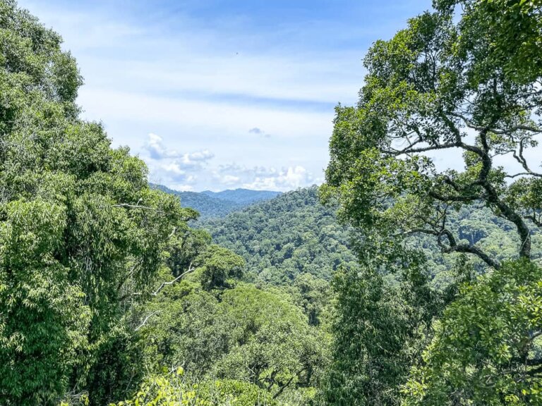 A lush green forest with tall trees, viewed from above