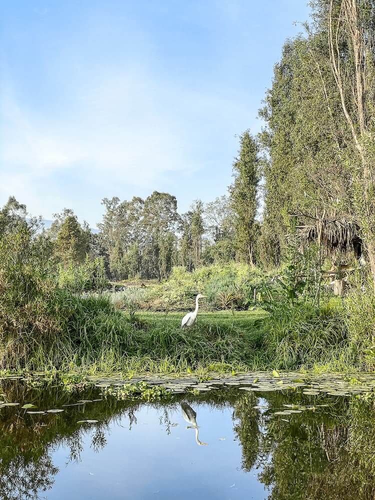 A white bird sits on the edge of a river, surrounded by trees.