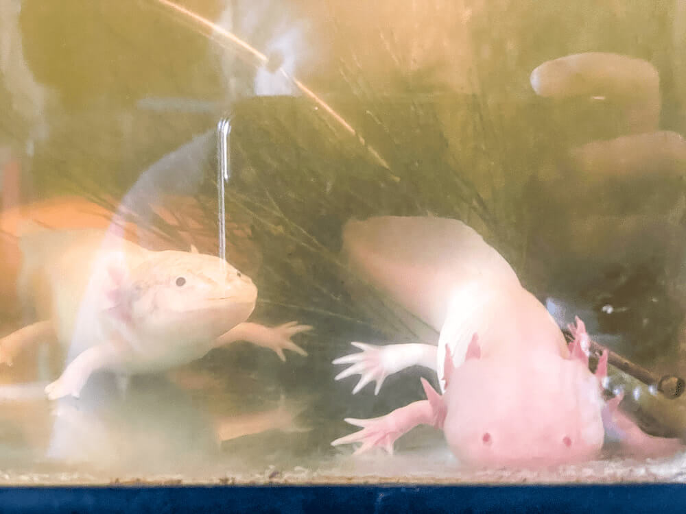 Two weird pink creatures with tiny feet - axolotls!