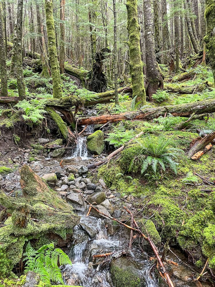 A small stream flows down from a lush green forest.