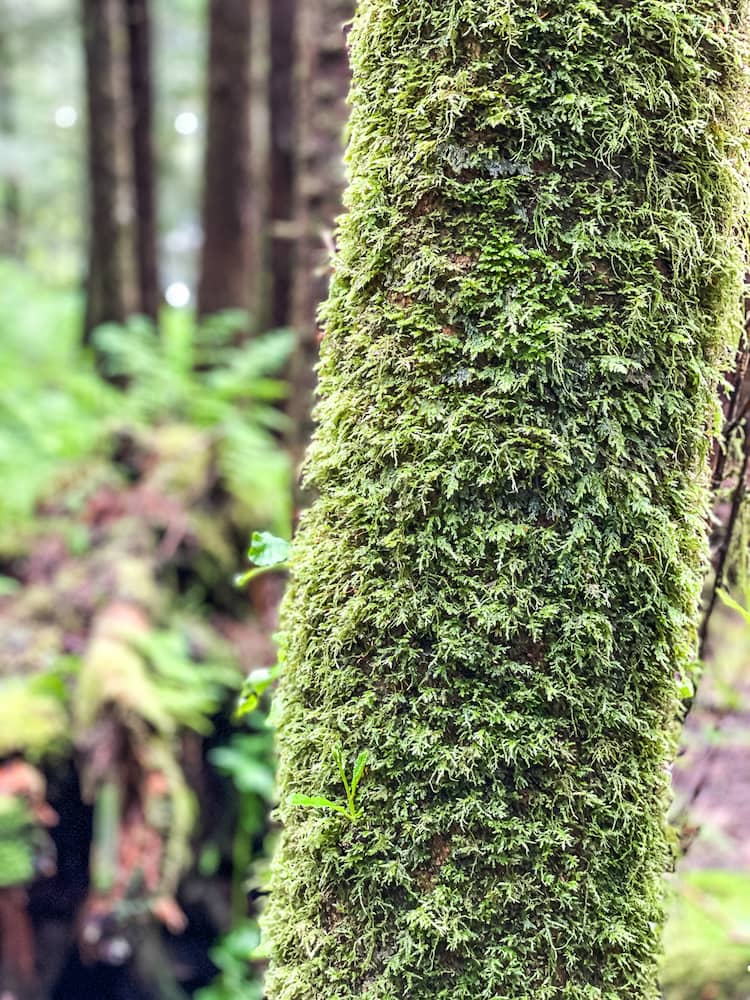 A tree trunk covered in small green vines/moss.