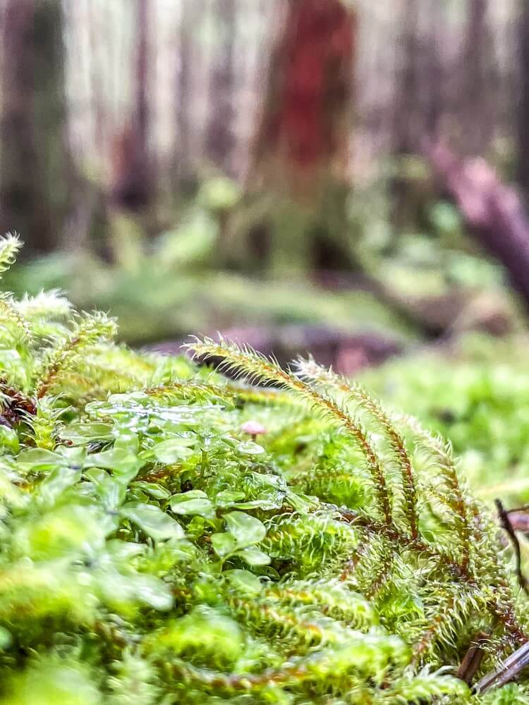 A light green fern with dewdrops.