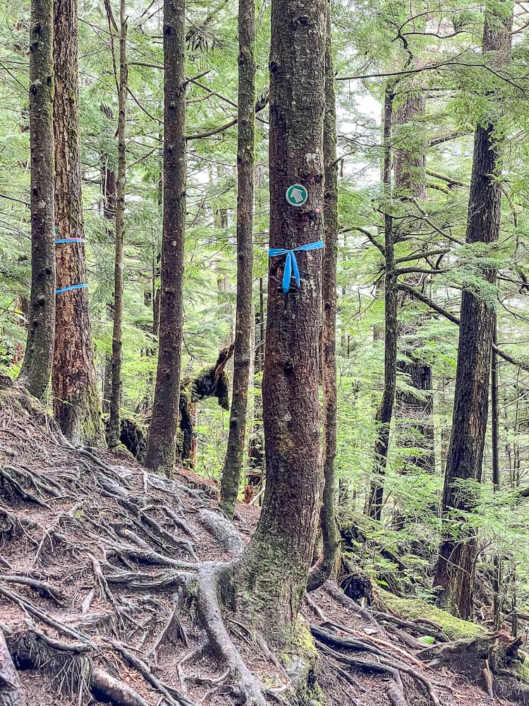 Trees in a forest, some with blue tape and a trail marker.