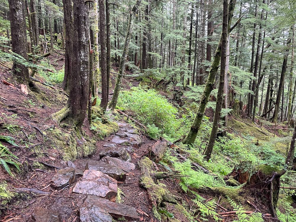 A muddy trail through a lush green forest