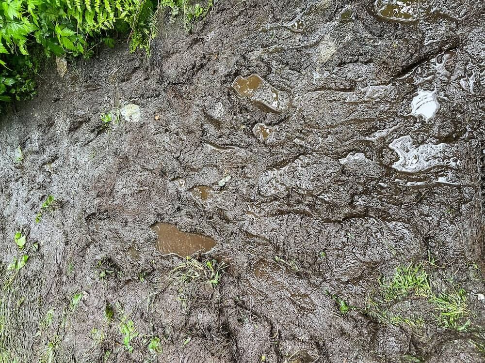 Muddy ground with footprints.