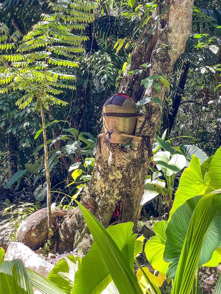 A clay urn with a black and red cloth is strapped to a tree. 